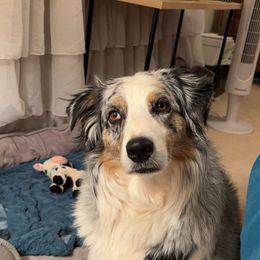 Harper - Australian Shepherd