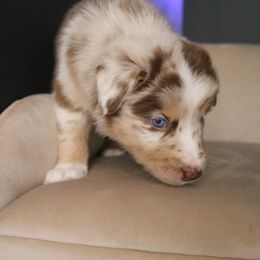 Australian Shepherd Puppies from Kiki's Aussies