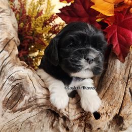 Pink Collar - Black white and tan female Cocker Spaniel puppy in Stanford, Kentucky from Eagle Cliff Kennel