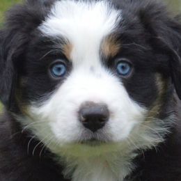Aussiedoodles, Miniature American Shepherds, and Miniature Australian Shepherds from North Lake Aussies