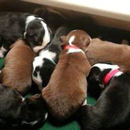 Australian Shepherd Puppies from Shadowood Australian Shepherds