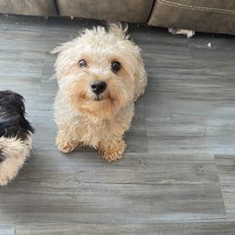 Shih Tzu All Grown Up from Oodles of Poodles & Doodles