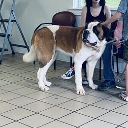 Stella - Saint Bernard