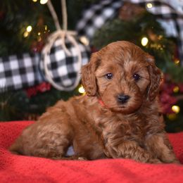 Aussiedoodle, Goldendoodle, and Miniature Australian Shepherd Puppies from JMR Aussies and Doodles