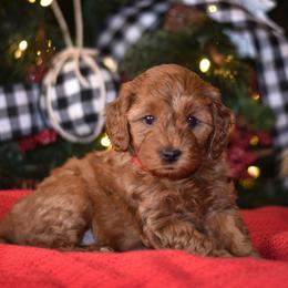 Aussiedoodle, Goldendoodle, and Miniature Australian Shepherd Puppies from JMR Aussies and Doodles