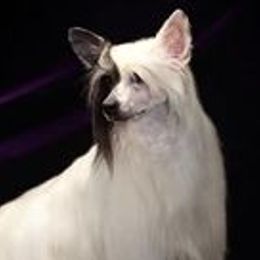 Mar;ei' - Chinese Crested