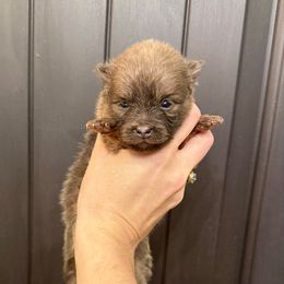 Dancer - Blue and tan female Pomeranian puppy in Stroud, Oklahoma from Laik’s Little Shihtz & Poms