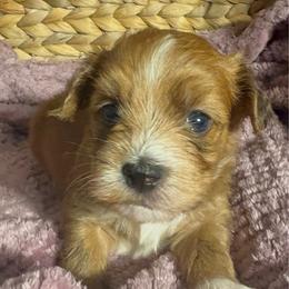 Bert - Red sable male Havanese puppy in Clermont, Florida from Country Sweet Havanese and Creative Coaching