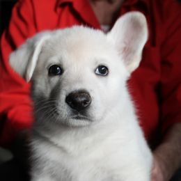 F - White female German Shepherd puppy in Yakima, Washington from Bahr-S German Shepherds