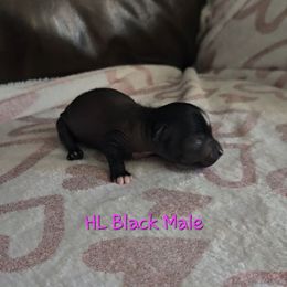 Black Male - Black male Chinese Crested puppy in Amarillo, Texas from Lone Star Chinese Cresteds by Kim