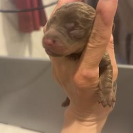 Tucson - Chocolate and tan male Dachshund puppy in Frederick, Colorado from Get low Mini Dachshunds