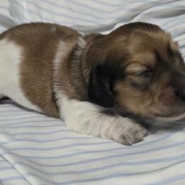 Arthur - Piebald male Dachshund puppy in Centerville, Georgia from Mel's LowRider Ranch