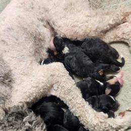 Sky - Tri-color female Bernedoodle puppy in Cape Fair, Missouri from Flat Creek Bernedoodles