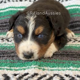 Australian Shepherd Puppies from Ritland Aussies