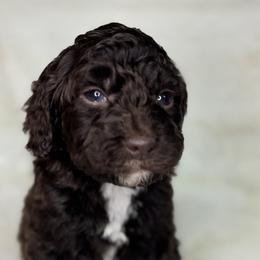 White - Snow - Chocolate female Goldendoodle puppy in Cleveland, Georgia from The O.G. Doodles