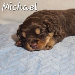 Michael - Red tri-color male Australian Shepherd puppy in Owensboro, Kentucky from JnT's Bluegrass Mini Aussies