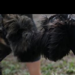 Giant Schnauzer All Grown Up from LaRoc Onyx Riesinbach Kennels