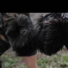 Giant Schnauzer All Grown Up from LaRoc Onyx Riesinbach Kennels