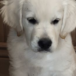 Cavapoo, Goldendoodle, and Golden Retriever Puppies from SoléLuna Golden Retrievers