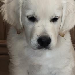 Cavapoo, Goldendoodle, and Golden Retriever Puppies from SoléLuna Golden Retrievers