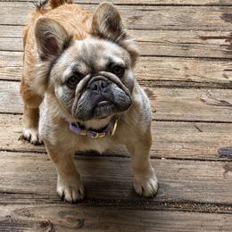 Girl 1 - Blue fawn female French Bulldog puppy in Marion, Virginia from Frenchies Vom Reiches Tal