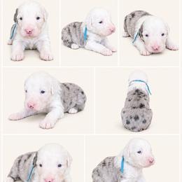 Blue collar - Blue merle and white male Sheepadoodle puppy in Mesa, Arizona from Desert Sheepies and Doodles