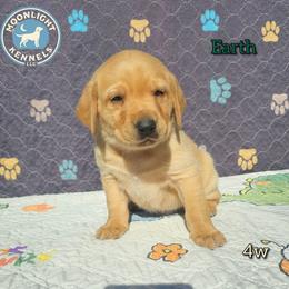 Earth - Yellow male Labrador Retriever puppy in Elloree, South Carolina from Moonlight Kennels LLC