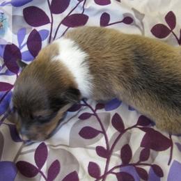Dolly - Sable and white female Collie puppy in Morocco, Indiana from Collegiate Bassets and Rheign Collies