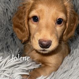 Jolene - Red female Dachshund puppy in Paris, Texas from Rolling9dachshunds