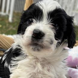 Jackpot - Black and white male Cockapoo puppy in Larimer County, Colorado from Puppy Love Doodles
