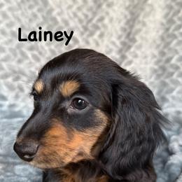 Lainey - Black and tan female Dachshund puppy in Casa Grande, Arizona from Short n Sassy Dachshunds of AZ
