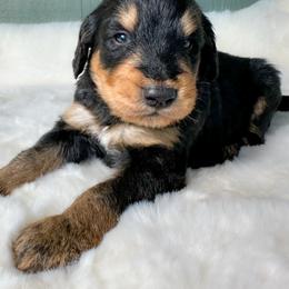 Jasper - Phantom male Bernedoodle puppy in Osage City, Kansas from Golden Ridge Goldens