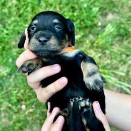TBD 4th born - Black and tan female Dachshund puppy in El Dorado, Arkansas from LovelylilDoxies