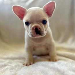 Porky - Cream male French Bulldog puppy in Greeley, Colorado from Mandy Moon French Bulldogs