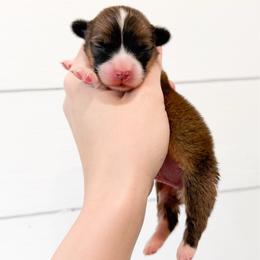 Hansel - Red male Pembroke Welsh Corgi puppy in Milan, Georgia from Williams’ Welsh Corgis LLC