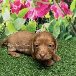 Red Female Longhair Pink Collar - Red female Dachshund puppy in Cleveland, Tennessee from Kelly's Doxie Farm