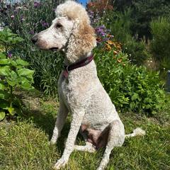 Stella - Poodle