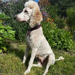 Stella - Poodle