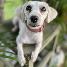 Dallia - Maltipoo
