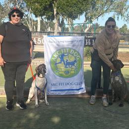 Pilot, CGC, FITS, BCAT - German Shorthaired Pointer