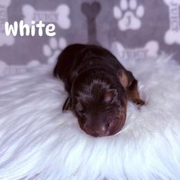 White - Black and rust female Doberman Pinscher puppy in Louisville, Kentucky from Ruiz Dobermans