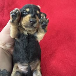 Dachshund Puppies from Britt Doxies