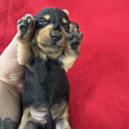 Dachshund Puppies from Britt Doxies