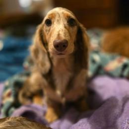 Sissy LaLa - Dapple female Dachshund puppy in Ethel, Washington from Mickey's Miracle Doxies