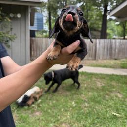 Winston - Black and tan male Dachshund puppy in Texarkana, Arkansas from Cadie Bounds