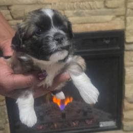 Peaches - Brown and white female Shichon puppy in Norfolk, Virginia from Reynolds Family