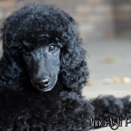 Poodle Puppies from Anna-Ash Poodles
