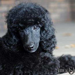 Poodle Puppies from Anna-Ash Poodles