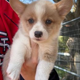 Pembroke Welsh Corgi Puppies from Chase Em All Corgis