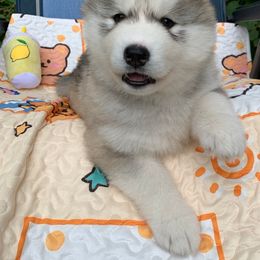 Siberian Husky Puppies from Canace Siberians